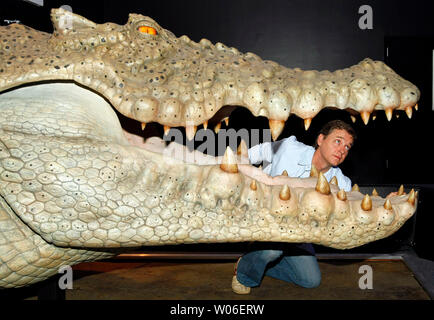 Academy Award-winning d'experts d'animatronics John Cox vérifie les dents du crocodile thw tête à son nouvel affichage 'Monsters' qui montre comment des créatures cinématographiques sont faits de storyboard à la pleine taille de spécimens, au Centre des sciences de St Louis à St Louis le 7 mai 2008. La tête de crocodile a été utilisée dans le film "Peter Pan." (Photo d'UPI/Bill Greenblatt) Banque D'Images