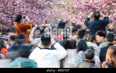 Le 31 mars, les cerisiers en fleurs des deux côtés de l'Avenue des cerisiers en fleur à la China University of Science and Technology de Hefei, province de Anhui, est entré dans la pleine floraison, attirer d'innombrables touristes de profiter des fleurs. Banque D'Images