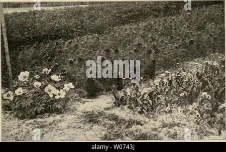 Image d'archive à partir de la page 494 de Die Gartenwelt (1897). Die Gartenwelt diegartenwelt05berl Année : 1897 Illustriertes Wochenblatt für den gresamten Gartenbau. Jahrgang V. 29. Juni 1901. No 39. Nachdruck und Nachbildung aus dem Inhalt dieser Revue strafrechtlich verfolgt wird. Stauden. Paeonia tenuifolia, P. anomala und Aster peregrinus. Von E.R.Rudel, Staudengärtnerei, NaunhofLeipzig. (Hierzu eint figure.) wenn ich mich heute meinen Lieblingen, den zuwende Päonien, donc, es geschieht, zwei Arten. besondere, welche ent- weder vergessen oder noch wenig bekannt sind, der zu Vergessen- heit e Banque D'Images