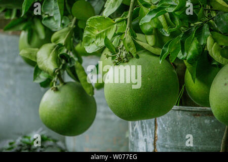 Pomelo, maturation des fruits de la pomelo, naturel, vert agrumes pomelo accroché sur une branche de l'arbre. Nom jambura fruits bangladais ou Batabinebu Banque D'Images