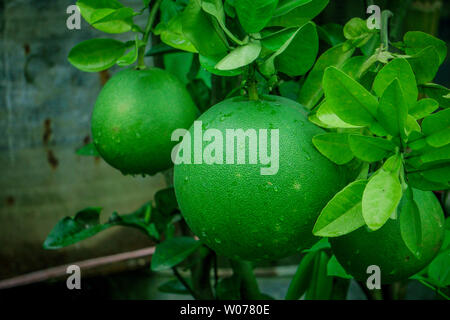 Pomelo, maturation des fruits de la pomelo, naturel, vert agrumes pomelo accroché sur une branche de l'arbre. Nom jambura fruits bangladais ou Batabinebu Banque D'Images