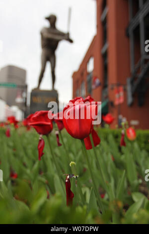 Les tulipes rouges à l'extérieur du stade Busch Stan Musial, près de la statue se trouvent à la fin de leur cycle de printemps à St Louis Le 27 avril 2014. Les températures dans les années 80 ont fait les pétales tombent pendant leur courte saison de croissance. UPI/Bill Greenblatt Banque D'Images