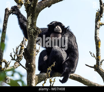 Le siamang, Symphalangus syndactylus est un gibbon-poils noir, perché dans les forêts de la Malaisie, de la Thaïlande, et de Sumatra. La plus grande des g Banque D'Images