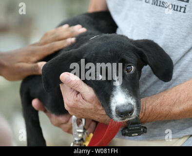 Johnny, un de cinq mois Border Collie mix est présentée aux visiteurs de la journée au Missouri Mutt Humane Society à St Louis le 31 juillet 2017. Initialement trouvé comme un errant, Johnny a été portée à HSMO par un bon samaritain quand ils n'ont pas été en mesure de localiser le propriétaire. Photo de Bill Greenblatt/UPI Banque D'Images