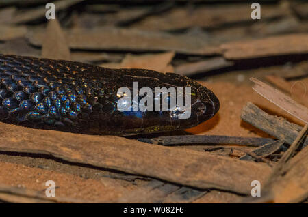 Inland Taipan ou serpent féroce, Queensland, Australie Banque D'Images