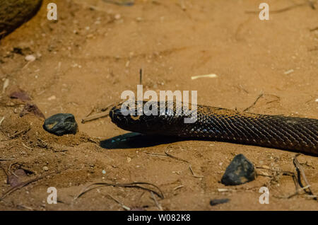 Inland Taipan ou serpent féroce, Queensland, Australie Banque D'Images