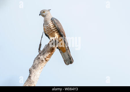 Baza, Aviceda subcristata pacifique, Moranbah, Queensland, Australie Banque D'Images