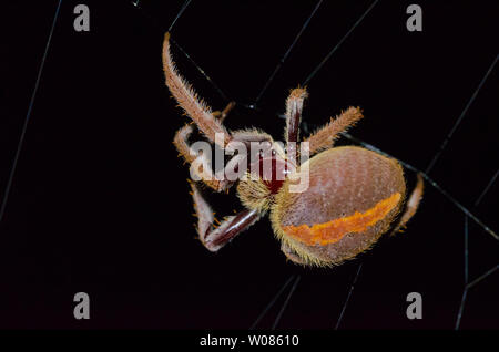 Orb weaver spider jardin nuit Banque D'Images