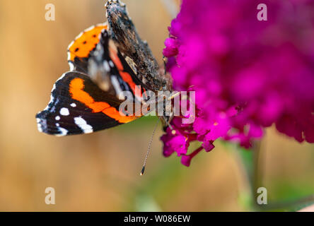 L'amiral rouge se nourrit de papillons buddleja dans un jardin anglais Banque D'Images