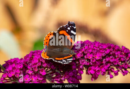 L'amiral rouge se nourrit de papillons buddleja dans un jardin anglais Banque D'Images