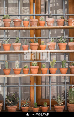 De nombreux petits pots de plantes succulentes, à différents niveaux, des étagères. Cortona, Toscane, Italie. Banque D'Images
