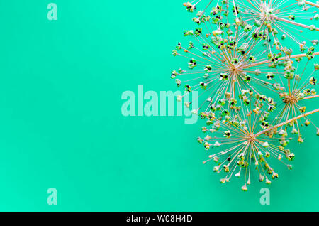 Roundairy fleurs et plantes ornementales graines d'oignons se trouvent sur un fond vert. Close-up Banque D'Images