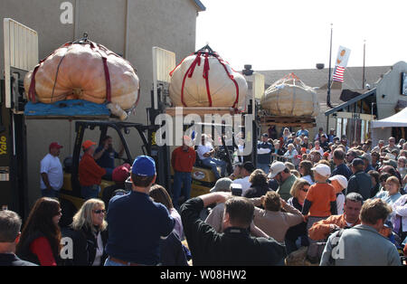 Les trois derniers pumpkins à peser notamment le livre gagnant 1 524 (C) s'affichent pour la foule lors de l'assemblée annuelle de peser la citrouille à Half Moon Bay, Californie le 8 octobre 2007. Thad Starr de Pleasant Hill, Oregon est entré dans la citrouille la plus lourde, qui écrase l'ancien Half Moon Bay de près de 300 livres. (Photo d'UPI, Terry Schmitt) Banque D'Images