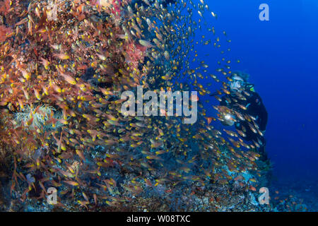 Diver (MR) et la scolarisation vitreux jaune balayeuses, Parapriacanthus ransonneti, Komodo, Indonésie. Banque D'Images