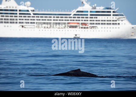 Un rorqual à bosse, Megaptera novaeangliae, surfaces en face d'un grand bateau de croisière au large de l'île de Maui, Hawaii. Banque D'Images