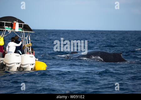 Un rorqual à bosse, Megaptera novaeangliae, se penche sur les passagers d'un bateau, au large de l'île de Maui, Hawaii. Banque D'Images