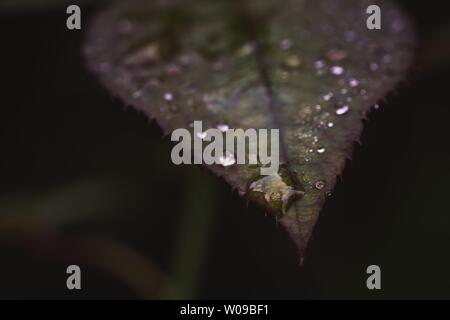 Goutte sur une feuille rose isolé d'arrière-plan flou Banque D'Images