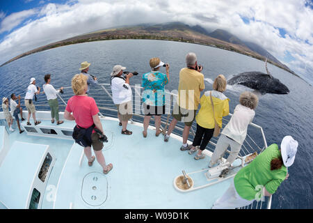 Photograhers sur un bateau d'observation des baleines de Lahaina, Maui, observe de plus près à une violation de rorqual à bosse, Megaptera novaeangliae, New York. Banque D'Images