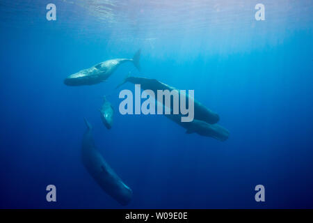 Le cachalot, Physeter macrocephalus, est le plus grand de tous les cétacés à dents. Les mâles peuvent atteindre plus de 60 pieds de longueur. Photographié à l'Indian Banque D'Images