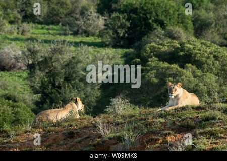 Lionnes, Panthero leo, Amakhala Game Reserve, Afrique du Sud Banque D'Images