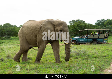 Conduire le véhicule avec le jeu de l'éléphant d'Afrique, Loxodonta africana africana, Amakhala Game Reserve, Afrique du Sud Banque D'Images