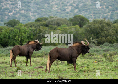 Connochaetes gnou noir, gnous, Amakhala Game Reserve, Afrique du Sud Banque D'Images