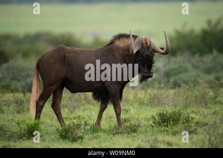 Connochaetes gnou noir, gnous, Amakhala Game Reserve, Afrique du Sud Banque D'Images