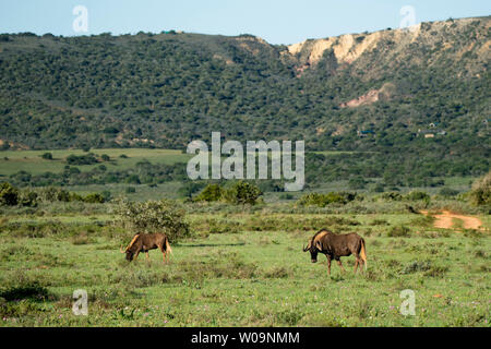 Connochaetes gnou noir, gnous, Amakhala Game Reserve, Afrique du Sud Banque D'Images