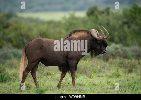 Connochaetes gnou noir, gnous, Amakhala Game Reserve, Afrique du Sud Banque D'Images