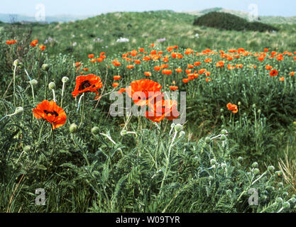 Pavots d'Orient Papaver orientale 'croissant' wild sur une dune de sable de Northumberland. Banque D'Images