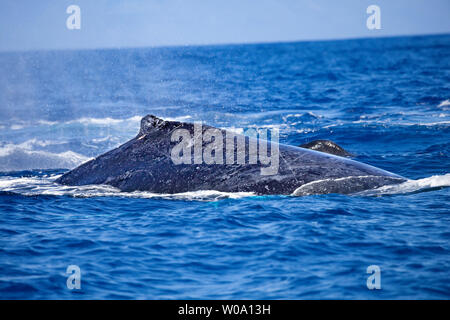 Ce rorqual à bosse, Megaptera novaeangliae, montre plusieurs années de cicatrices. Ceux-ci peuvent provenir d'confrontaions avec d'autres baleines ou l'enchevêtrement dans les Banque D'Images