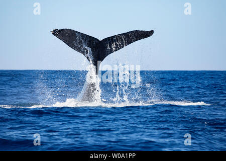 Le martèlement sur la surface de la queue d'une baleine à bosse, Megaptera novaeangliae, est pensé pour être une forme de communication, à Hawaï. Banque D'Images