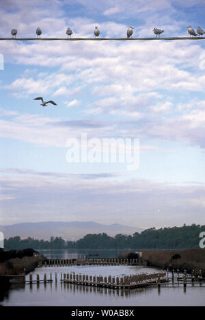 Italie, Latium, parc national de Circeo, lac fogliano Banque D'Images