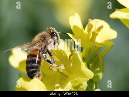 Abeille sur une fleur de colza à la recherche de nectar Banque D'Images