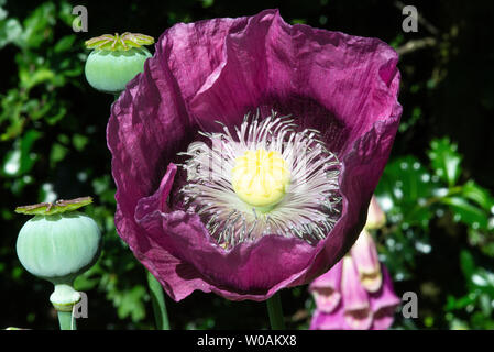 Une belle fleur de pavot violet en pleine floraison dans un jardin en Alsager Cheshire England Royaume-Uni UK Banque D'Images