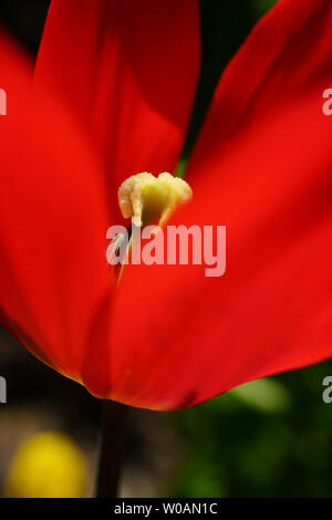 Détail d'une tulipe rouge. Banque D'Images