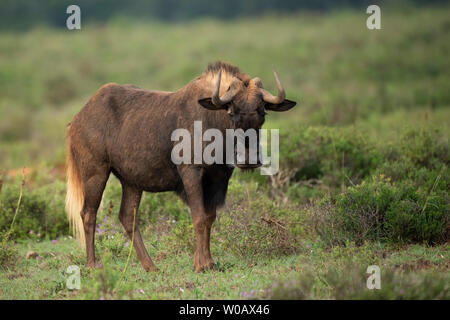 Connochaetes gnou noir, gnous, Amakhala Game Reserve, Afrique du Sud Banque D'Images