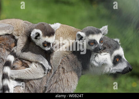 Lits jumeaux rares Untitled document les bébés avec la mère (bébés nés en juin 2005) est une des nombreuses espèces en voie d'être produites pour la réintroduction dans la nature à la véranda avec vue sur la montagne près de Vancouver. (UPI Photo / Tim King) Banque D'Images