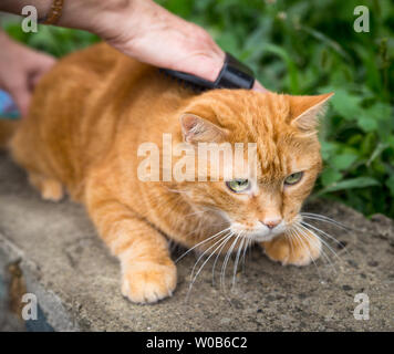 Femme combinant un chat rouge l'extérieur. Focus sélectif. Banque D'Images