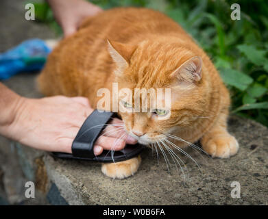 Femme combinant un chat rouge l'extérieur. Focus sélectif. Banque D'Images