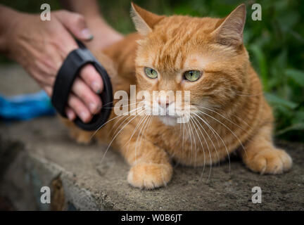 Femme combinant un chat rouge l'extérieur. Focus sélectif. Banque D'Images