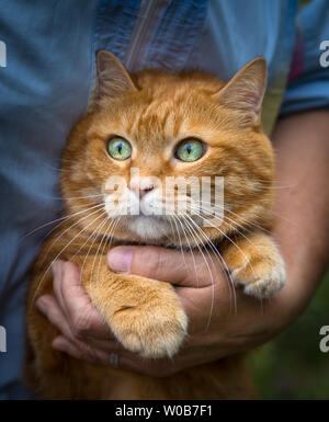Femme combinant un chat rouge l'extérieur. Focus sélectif. Banque D'Images