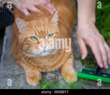 Femme combinant un chat rouge l'extérieur. Focus sélectif. Banque D'Images