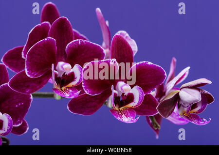 Fleurs de velours mini fleurs orchidée Phalaenopsis Bourgogne isolé sur fond violet. Espèce d'orchidées. Tribu : Vandeae. Ordre : Brassicoideae. Banque D'Images