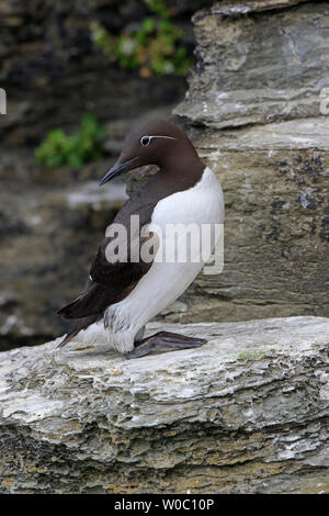 Bridled Guillemot à Marwick Head Mainland Orkney Banque D'Images