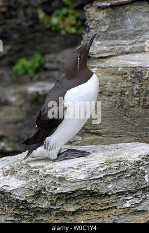 Bridled Guillemot à Marwick Head Mainland Orkney Banque D'Images