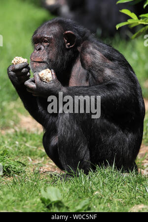 Un chimpanzé refroidit avec un ice lolly à Chester Zoo comme les températures continuent à augmenter à travers le Royaume-Uni. Les températures devraient grimper aussi haut que 31C (88F) ce week-end comme une vague de chaleur se propager sur certaines parties de l'Europe se fait sentir dans la Grande-Bretagne. Banque D'Images