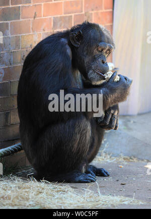 Un chimpanzé refroidit avec un ice lolly à Chester Zoo comme les températures continuent à augmenter à travers le Royaume-Uni. Les températures devraient grimper aussi haut que 31C (88F) ce week-end comme une vague de chaleur se propager sur certaines parties de l'Europe se fait sentir dans la Grande-Bretagne. Banque D'Images