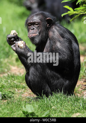 Un chimpanzé refroidit avec un ice lolly à Chester Zoo comme les températures continuent à augmenter à travers le Royaume-Uni. Les températures devraient grimper aussi haut que 31C (88F) ce week-end comme une vague de chaleur se propager sur certaines parties de l'Europe se fait sentir dans la Grande-Bretagne. Banque D'Images