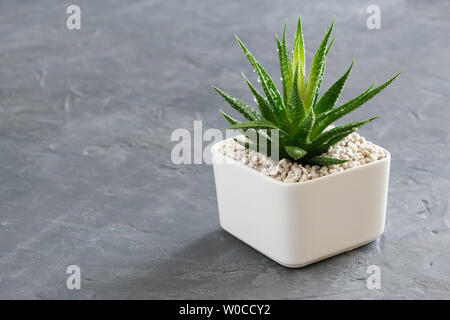 En succulentes Haworthia pot sur fond de béton gris. L'espace de copie pour le texte. Banque D'Images